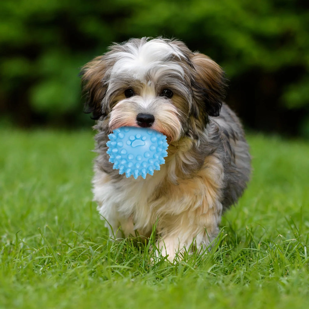 Blue 7 Pack Puppy Chew Toys for Small Dogs Interactive Teething and Gum Massage Rubber and Rope Set